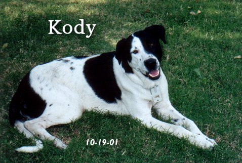 Kody, our wonder puppy