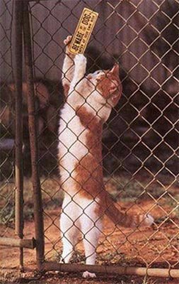 cat/fence
