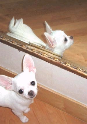 doggie in a mirror