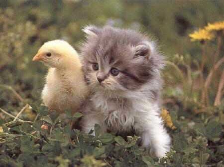 Chick and Kitten