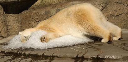 Pike, a 21-year-old polar bear, buries her head on a pile of ice cubes as she seeks relief from the warm weather at the San Francisco Zoo in San Francisco, Tuesday, March 9, 2004. (AP Photo/Marcio Jose Sanchez)