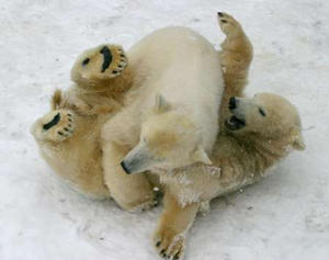 One and a half year old Polar bears Bering and Sedov tussle with each other at St. Petersburg's Zoo, February 18, 2004. St. Petersburg Zoo, one of the oldest in Europe, will celebrate its 140th anniversary next year. REUTERS/Alexander Demianchuk